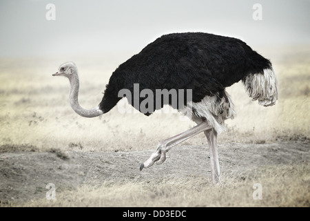 Strauß Serengeti Tansania Afrika Stockfoto