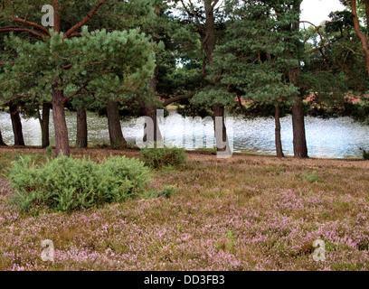 Bäume entlang der Kante des Beil Teich, New Forest, Hampshire, UK 2013 Stockfoto