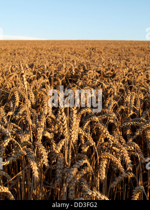 Bereich der Weizen reif für die Ernte, Dorset, UK 2013 Stockfoto