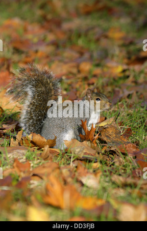 Graue Eichhörnchen, Sciurus Carolinensis, alleinstehenden stehen unter Herbstlaub. Oktober getroffen. Regents Park, London, UK. Stockfoto