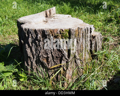 Frisch gesägt große Tanne Baumstumpf im Frühlingswald Stockfoto