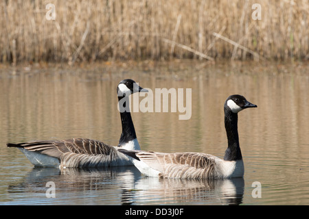 Ein paar Kanadagänse schwimmen auf dem See Stockfoto