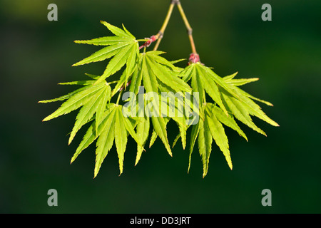 Japanischer Ahorn (Acer Palmatum) Blätter im Frühjahr Stockfoto