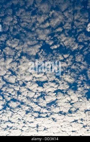 Makrele Himmel / Altocumulus-Wolken und Pappeln - Frankreich. Stockfoto