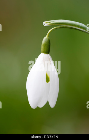 Nahaufnahme einer Schneeglöckchen Blume öffnen Stockfoto