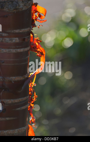 Abblätternde Rinde auf Baumstamm Stockfoto