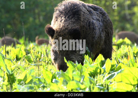 Nahaufnahme von einem Reifen männlichen Wildschwein (Sus Scrofa) Stockfoto