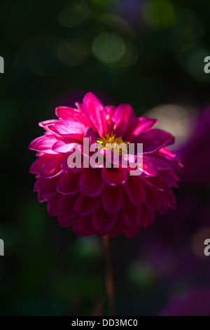 Eine rosa Dahlie Blume in einem Schacht des Sonnenlichts. Stockfoto