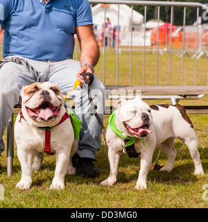 25. August 2013, entpuppen fantastischem Wetter und ein großes auf der alle über Hunde Show in Norfolk Showground, Norwich, Norfolk, England, Großbritannien, Uk Stockfoto