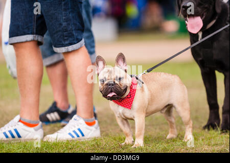 25. August 2013, entpuppen fantastischem Wetter und ein großes auf der alle über Hunde Show in Norfolk Showground, Norwich, Norfolk, England, Großbritannien, Uk Stockfoto