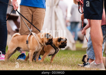 25. August 2013, entpuppen fantastischem Wetter und ein großes auf der alle über Hunde Show in Norfolk Showground, Norwich, Norfolk, England, Großbritannien, Uk Stockfoto