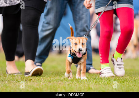 25. August 2013, entpuppen fantastischem Wetter und ein großes auf der alle über Hunde Show in Norfolk Showground, Norwich, Norfolk, England, Großbritannien, Uk Stockfoto