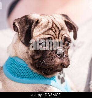 25. August 2013, entpuppen fantastischem Wetter und ein großes auf der alle über Hunde Show in Norfolk Showground, Norwich, Norfolk, England, Großbritannien, Uk Stockfoto