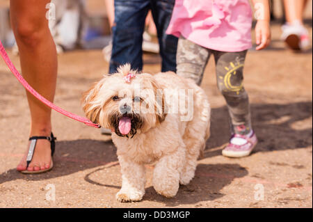 25. August 2013, entpuppen fantastischem Wetter und ein großes auf der alle über Hunde Show in Norfolk Showground, Norwich, Norfolk, England, Großbritannien, Uk Stockfoto