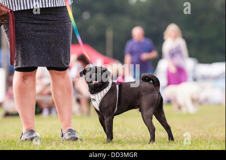 25. August 2013, entpuppen fantastischem Wetter und ein großes auf der alle über Hunde Show in Norfolk Showground, Norwich, Norfolk, England, Großbritannien, Uk Stockfoto