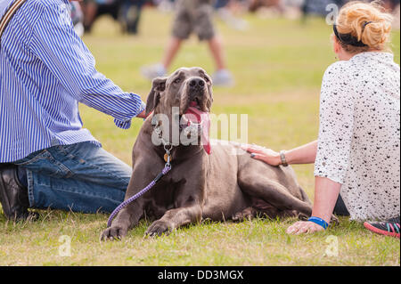 25. August 2013, entpuppen fantastischem Wetter und ein großes auf der alle über Hunde Show in Norfolk Showground, Norwich, Norfolk, England, Großbritannien, Uk Stockfoto