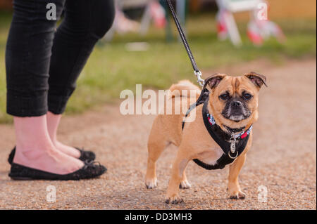 25. August 2013, entpuppen fantastischem Wetter und ein großes auf der alle über Hunde Show in Norfolk Showground, Norwich, Norfolk, England, Großbritannien, Uk Stockfoto