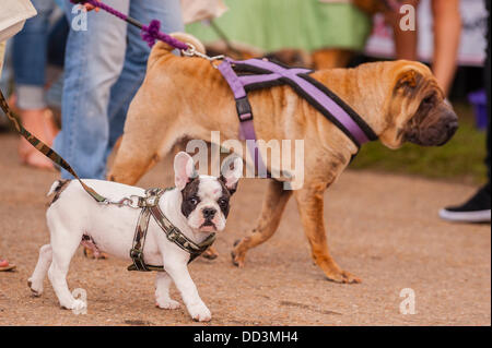 25. August 2013, entpuppen fantastischem Wetter und ein großes auf der alle über Hunde Show in Norfolk Showground, Norwich, Norfolk, England, Großbritannien, Uk Stockfoto