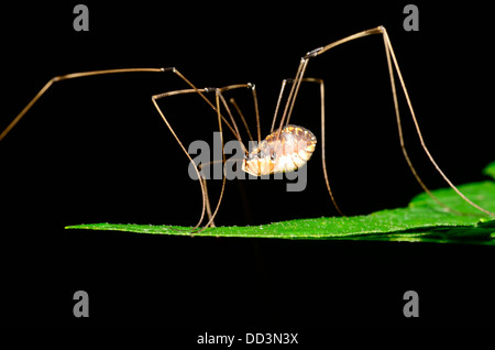 Weberknechte Spider thront auf einem grünen Blatt. Stockfoto