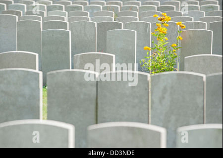 Grabsteine auf Soldatenfriedhof WW1 von der Commonwealth-Kriegsgräber Kommission für den ersten Weltkrieg eine britische Soldaten, Belgien Stockfoto