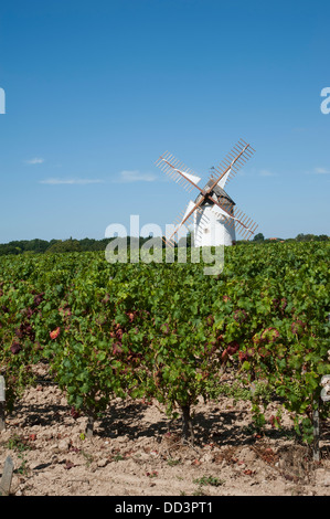 Windmühle stehend in einem Weinberg am Rosnay in der Vendee-Region von Frankreich Stockfoto