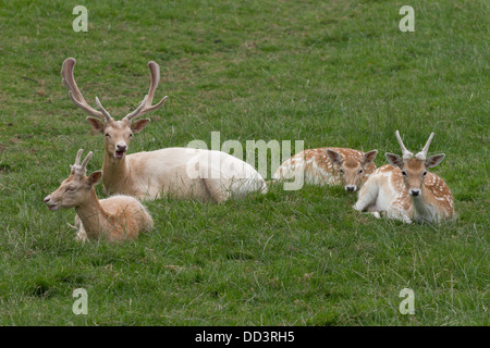 Gruppe von weißen Damhirsch im Gras Stockfoto