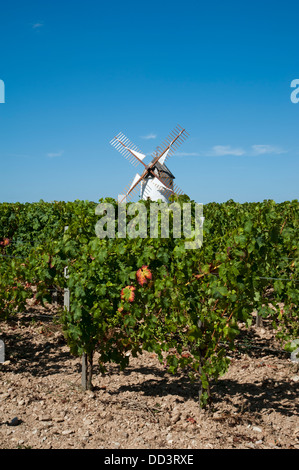 Windmühle stehend in einem Weinberg am Rosnay in der Vendee-Region von Frankreich Stockfoto