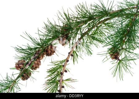 Lärche Kegel auf Nadelbaum Ast isoliert auf weißem Hintergrund Stockfoto