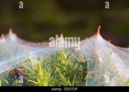 Ginster Spinnmilbe; Tetranychus Lintearius; Sommer; Cornwall; UK Stockfoto