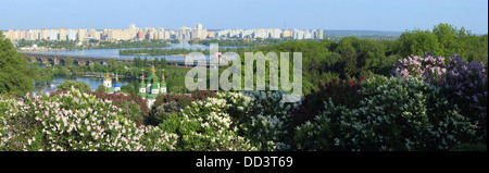 Lila Blüte im Botanischen Garten, Kiew, Ukraine Stockfoto