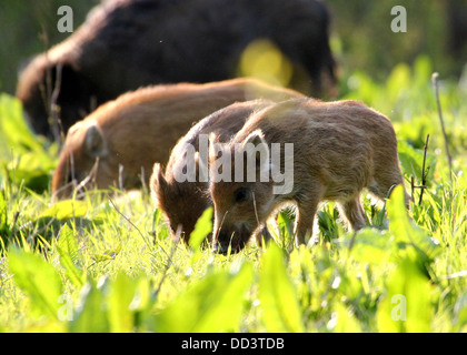 Nahaufnahme der Wildschwein-Ferkel (Sus Scrofa) Weiden Stockfoto