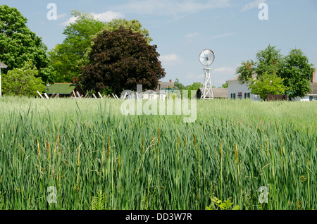 Dearborn, Michigan Greenfield Village. Freiem Himmel lebendiges Museum über die Geschichte von Amerika. Grünen Getreidefeld. Stockfoto