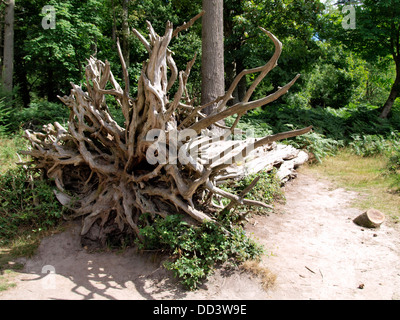 Wurzeln eines gefallenen unten Baumes, New Forest, Hampshire, UK 2013 Stockfoto