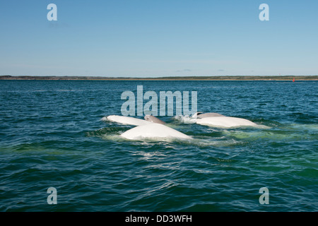 Kanada, Manitoba, Churchill. Churchill River Mündung, wilde Beluga-Wale (Delphinapterus Leucas). Dunkler grau Babywal. Stockfoto