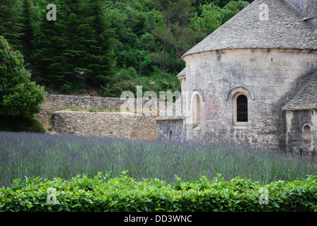 Senanque Abbey mit Lavendelfeld, Gordes, Vaucluse, Provence, Frankreich Stockfoto