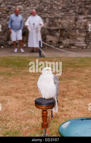 Ein Gerfalke Gerfalken (Falco Rusticolus) in der Falknerei-Anzeige bei Beaulieu, Hampshire, England, Großbritannien, Uk Stockfoto