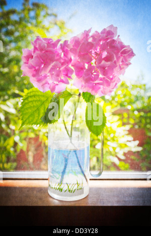 Eine Vase mit Rosa Hortensie Blumen auf der Fensterbank mit Textur. Stockfoto