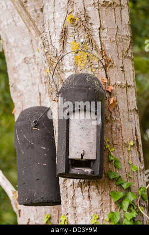 Fledermauskästen auf einen Baum im Vereinigten Königreich Stockfoto