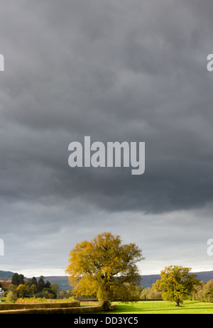 Eine farbige herbstliche Goldeiche gegen einen grauen stürmischen Himmel Stockfoto