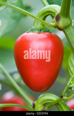 Capsicum Annum "Cherry Bomb". Chilli auf Pflanze wachsen. Stockfoto