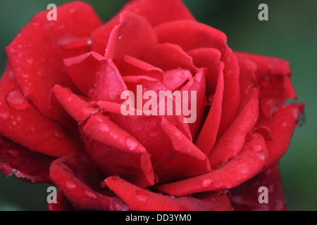 Red Rose bedeckt in Tau in der Rose Gardens Regents Park Stockfoto