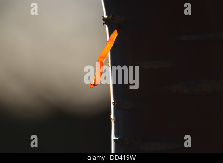 Abblätternde Rinde auf Baumstamm Stockfoto