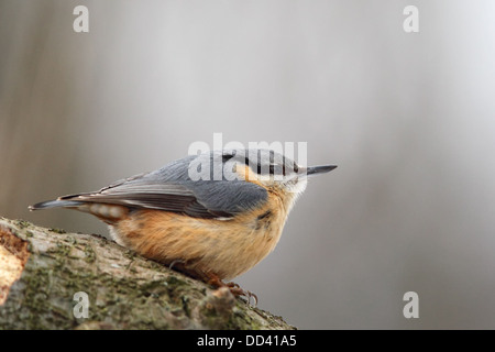 Eurasische Kleiber (Sitta Europaea) sitzt auf einem Baumstumpf. Stockfoto