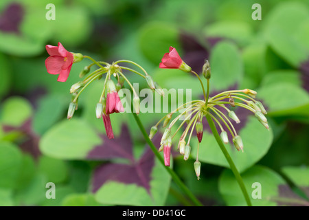 Oxalis Tetraphylla "Iron Cross" zeigt Blumen brechen Knospe, August, England. Stockfoto