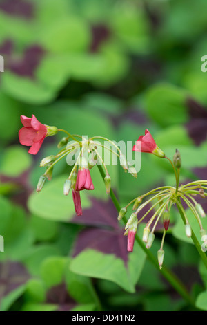 Oxalis Tetraphylla "Iron Cross" zeigt Blumen brechen Knospe, August, England. Stockfoto