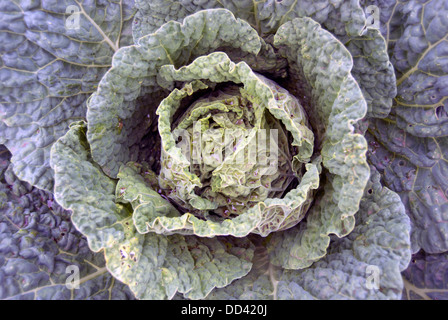 Kohl wächst im Gemüsebeet an den National Trust Hanbury Hall Stockfoto