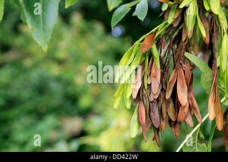 Asche; Fraxinus Excelsior; Samen oder Schlüssel; UK Stockfoto