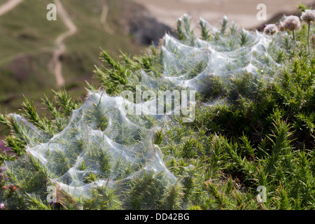 Ginster Spinnmilbe; Tetranychus Lintearius; Sommer; Cornwall; UK Stockfoto