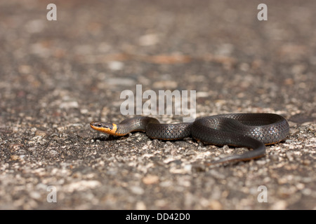 südliche Ring Hals Schlange Spule kleine niedliche ringneck Stockfoto