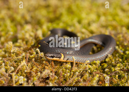 Südliche ringneck Snake auf grünen Teppich Moss - Diadophis punctatus Stockfoto